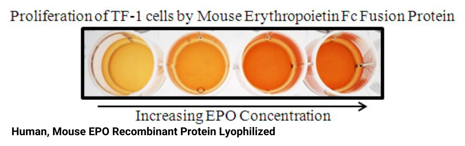 Human, Mouse EPO Recombinant Protein Lyophilized