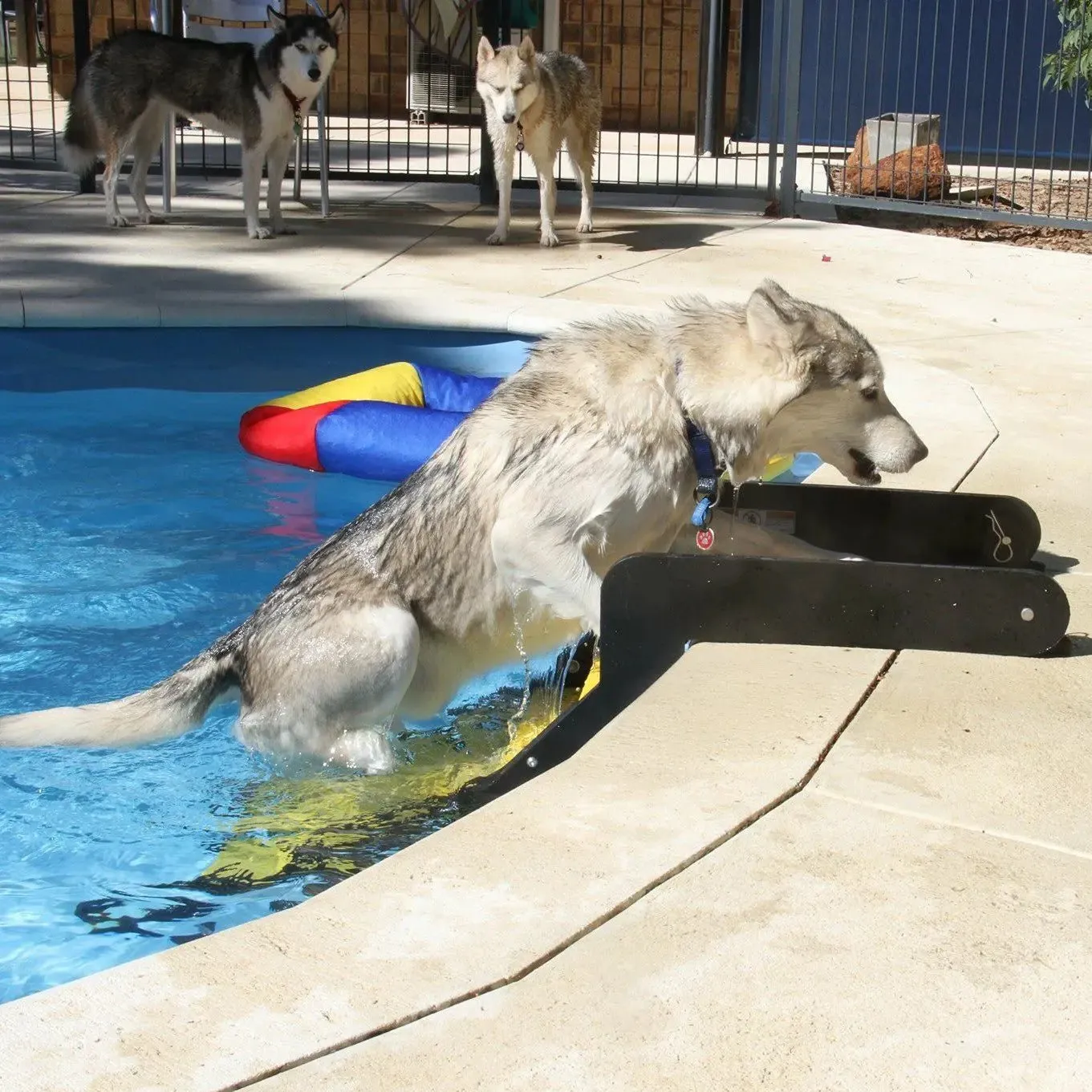 Pool Dog Ladder