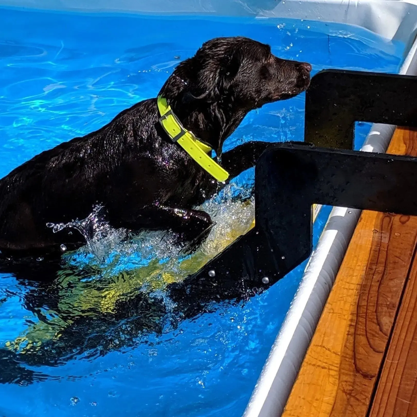 Pool Dog Ladder