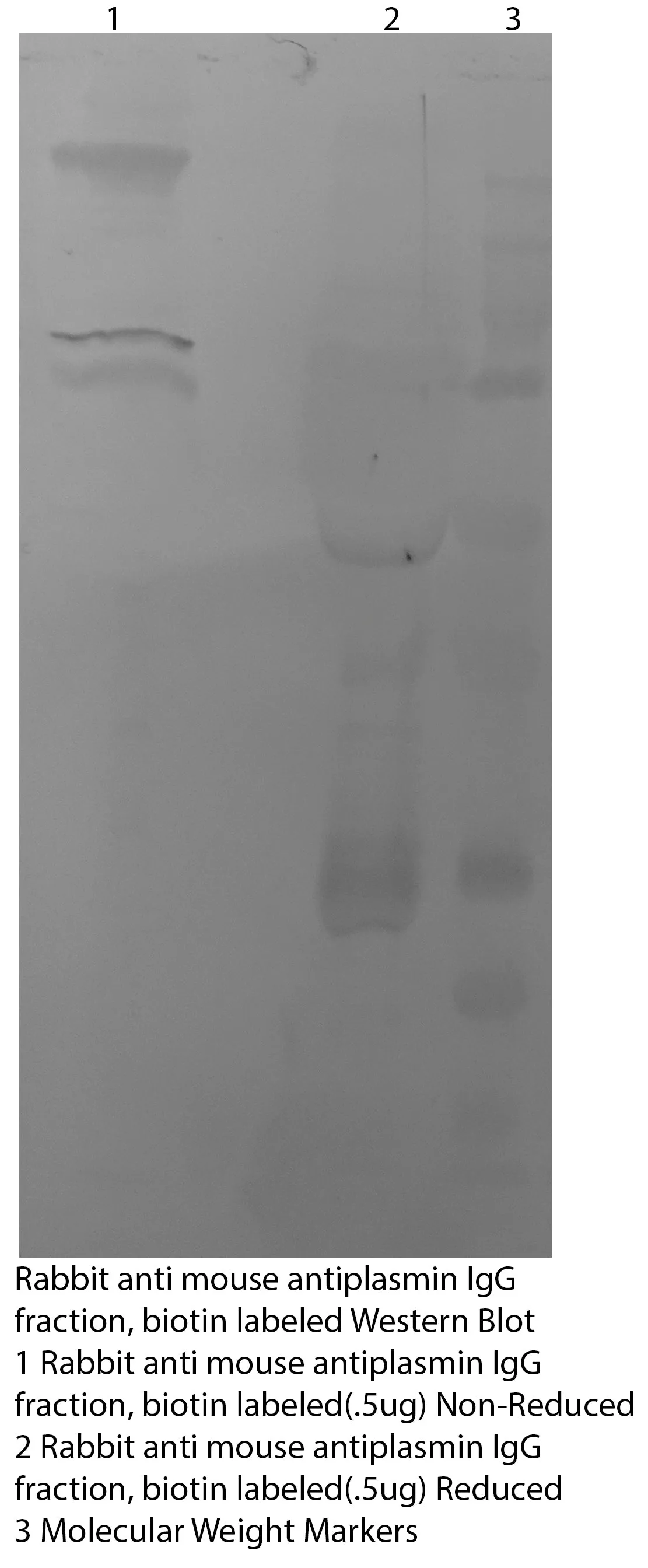 *Rabbit Anti Mouse Antiplasmin Polyclonal Fractionated Biotin Labeled