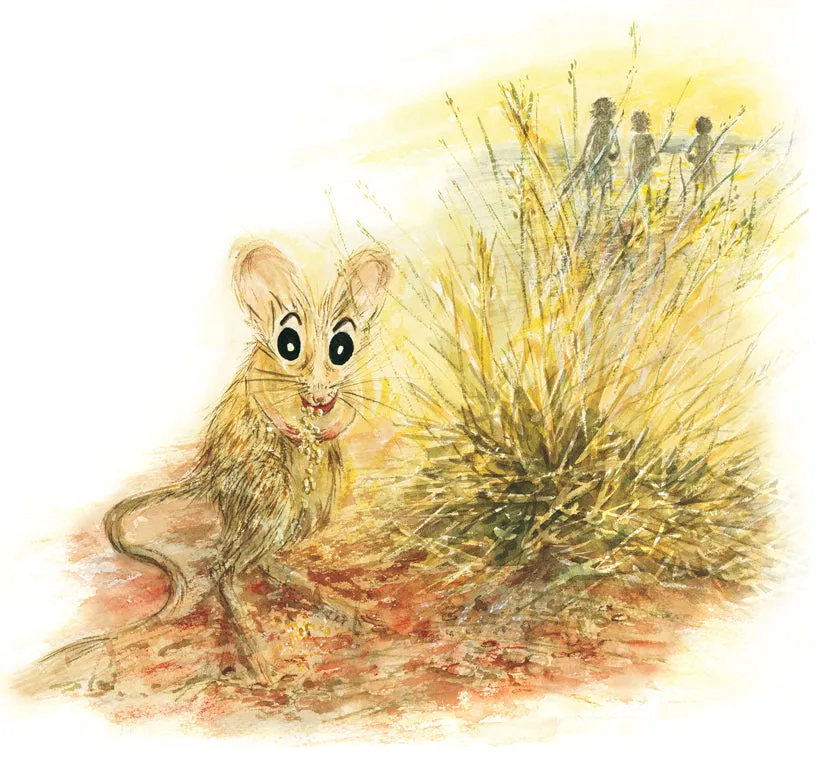 Spinifex Mouse