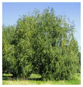 Willow:  'Prairie Cascade Weeping' - 10Gal (Jf)